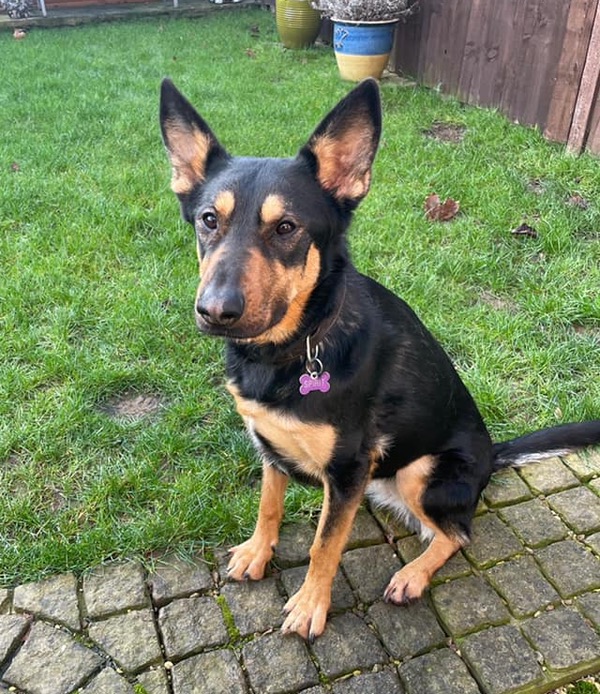 Spirit young female gsd needing a new home