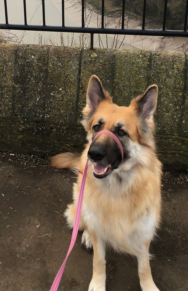 Star gsd lookinjg for a new home