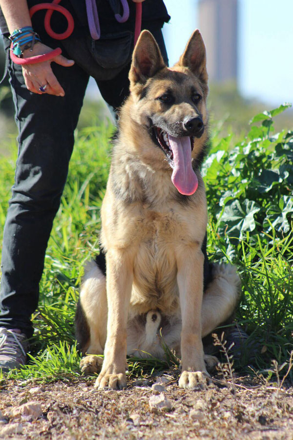 Storm spanish GSD abandoned as a stray