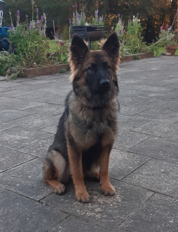 Stunning young female german shepherd