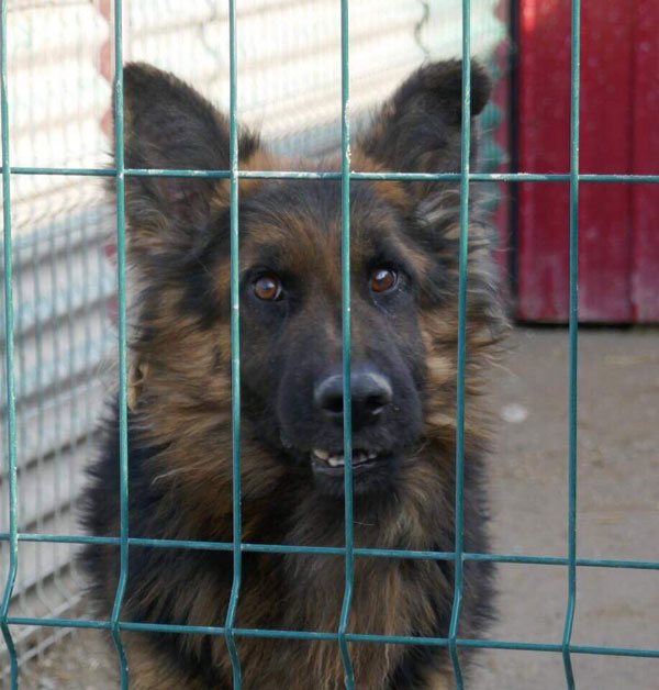 storm gsd from Romania looking for a home
