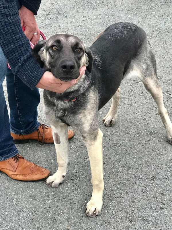 Tamra young gsd in Cyprus looking for a new home