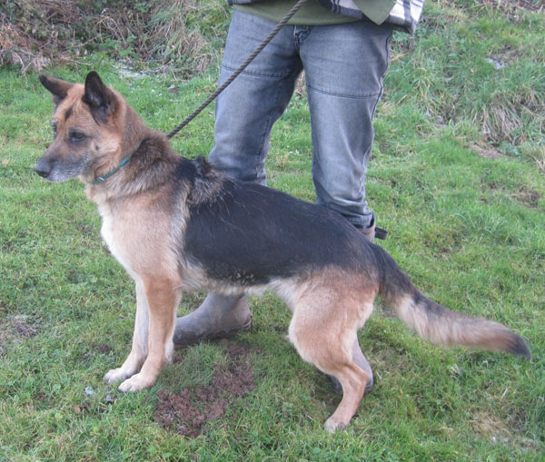 Tanya mature GSD looking for a home
