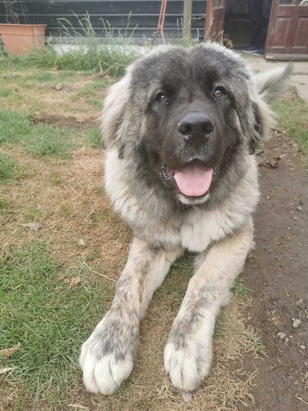 Taz Caucasian Shepherd Looking For A New Home