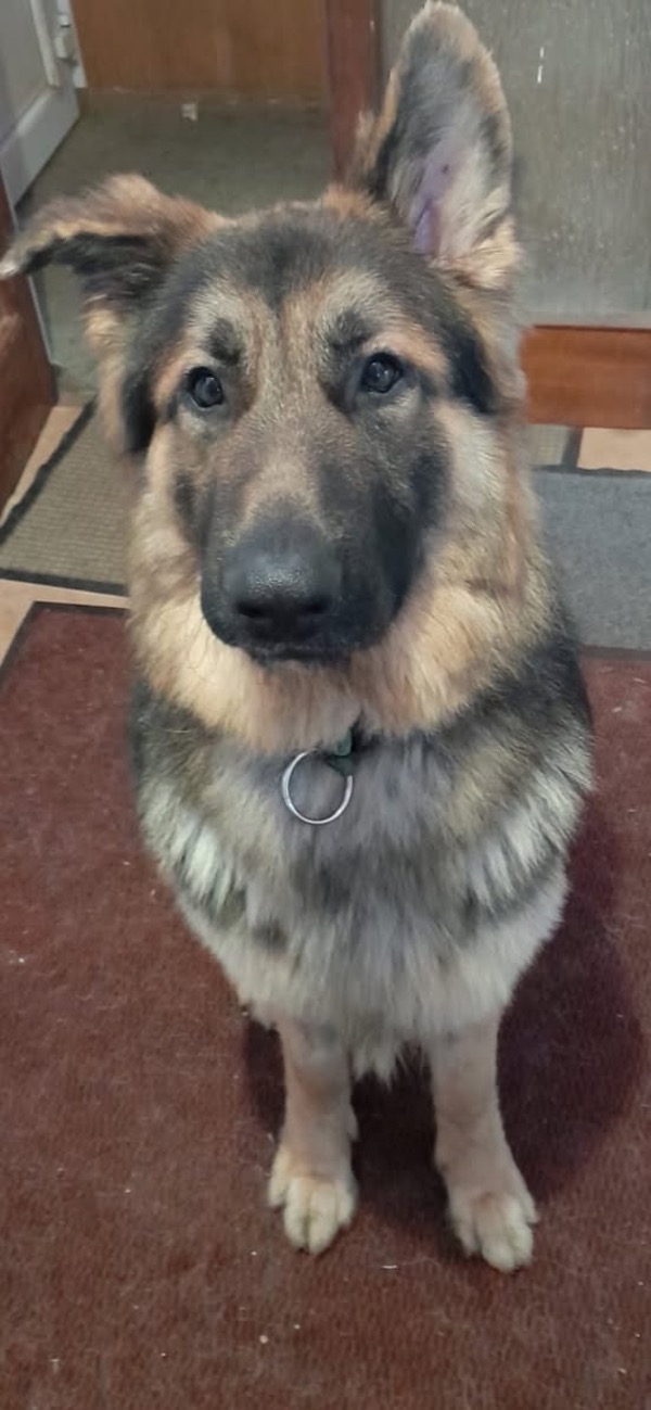 Young GSD Teddy needs a new home