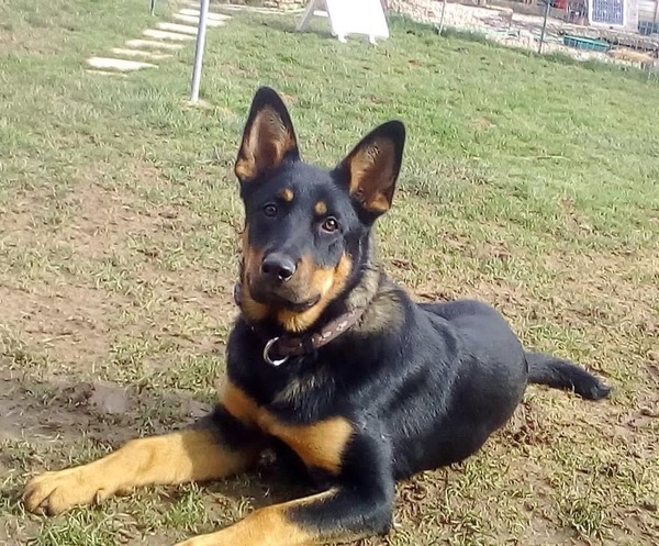 Tessa gsd needs a new home