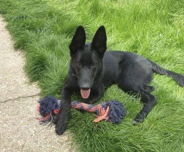 Thor 7mth old black GSD pup needs a new home