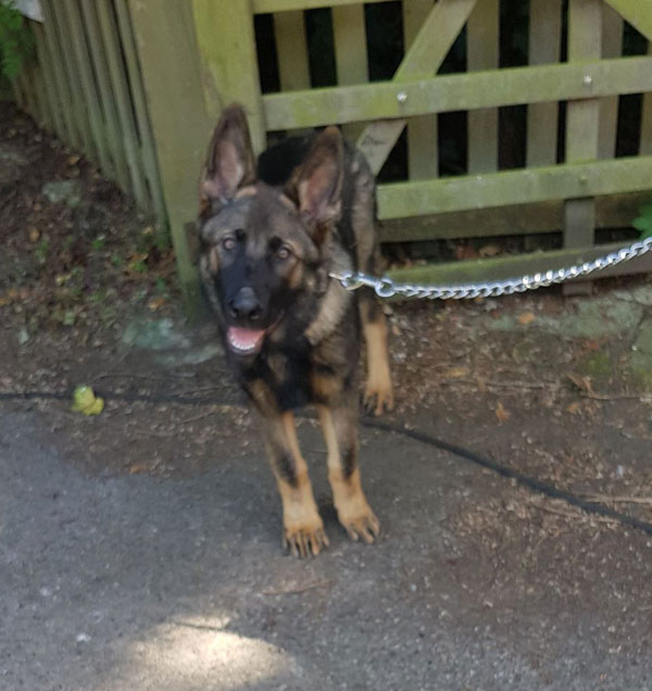 Thor GSD puppy looking for a home