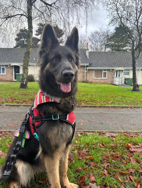 Thora young female GSD needs a new hiome