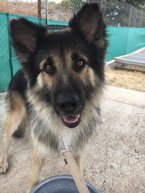 GSD after he was rescued and cleaned up