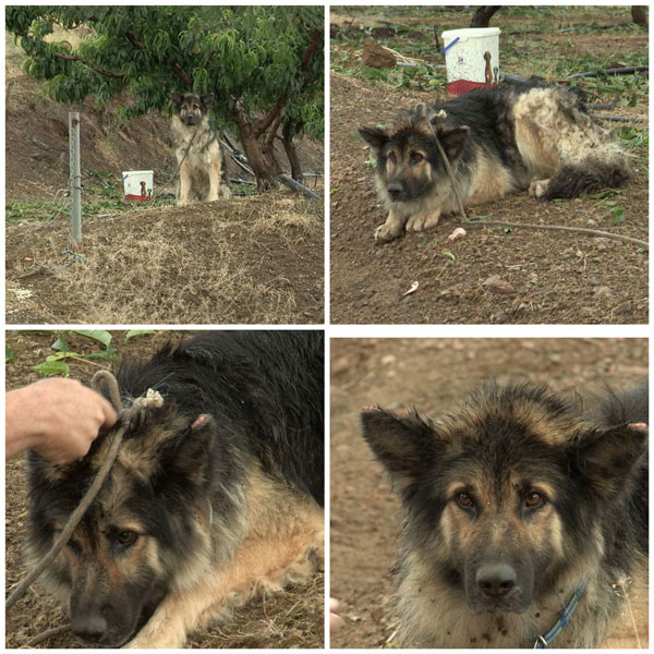 GSD left tied to a tree and abandoned