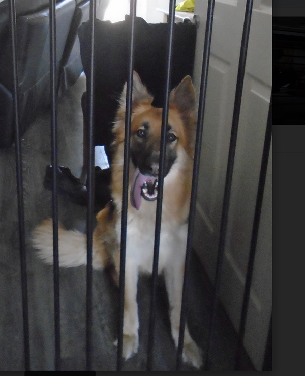 Tinkerbelle pretty gsd looking for a new home