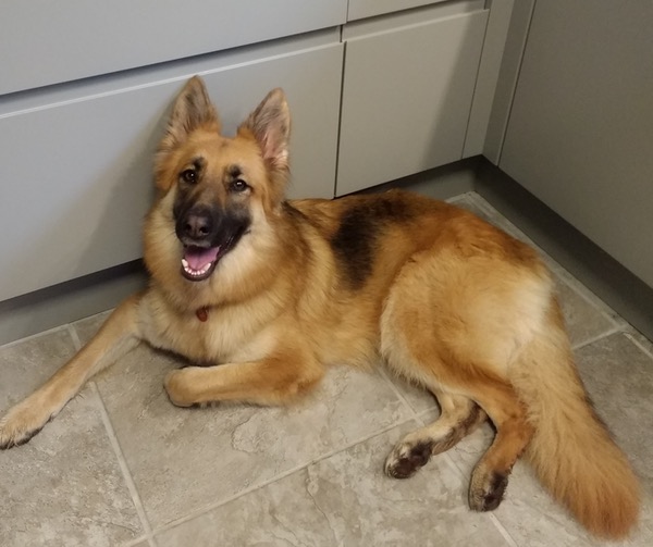 Tinkerbelle pretty gsd looking for a new hom