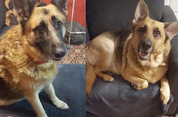 Tipsy and Tily bonded GSD sisters urgently need a new home