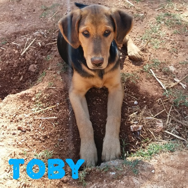 Toby GSD cross is such a sweet boy