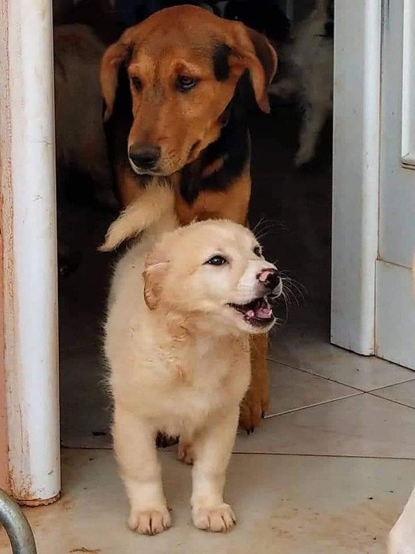 Toby GSD cross loves other dogs