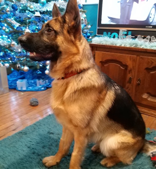 Travis young GSD needing a new home