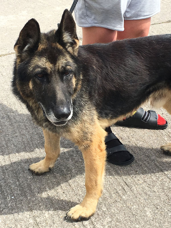 Troy 6 year old GSD looking for a home