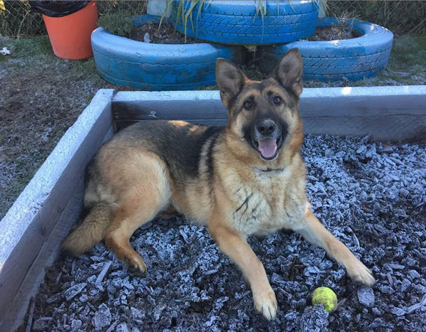 Ty GSD is looking for a new home