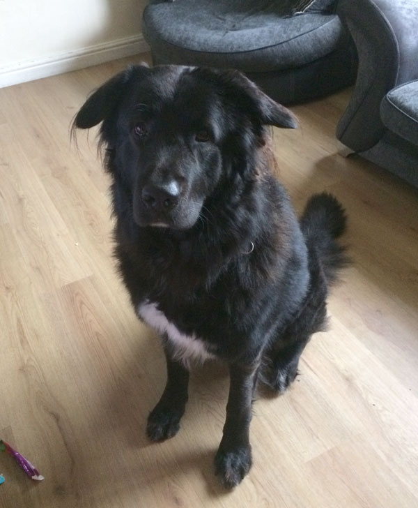 Ty large GSD cross for rehoming