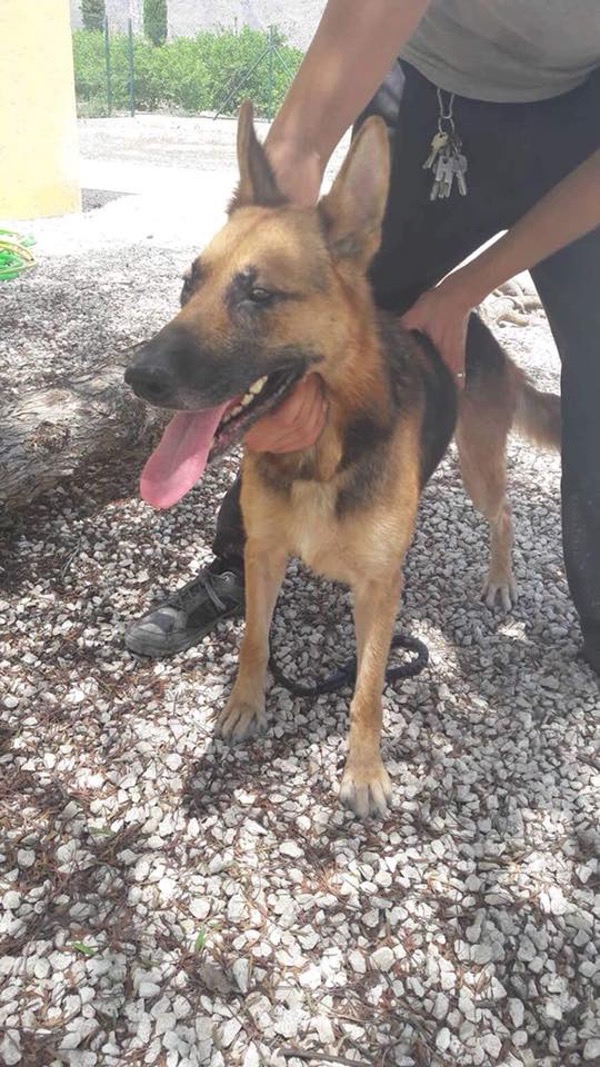 Venice the Spanish GSD is looking for a home