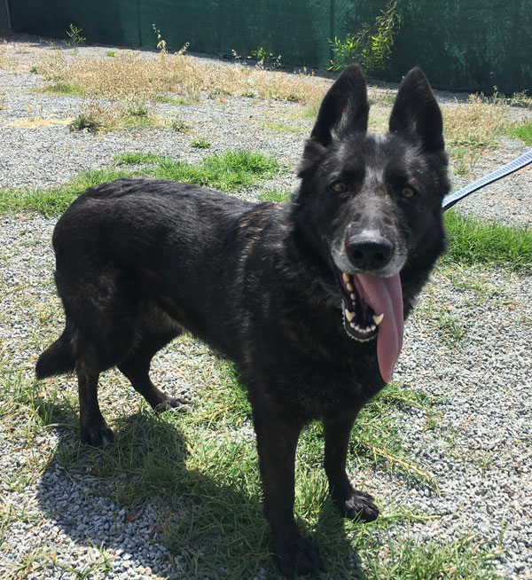 Vivian beautiful black GSD for rehoming