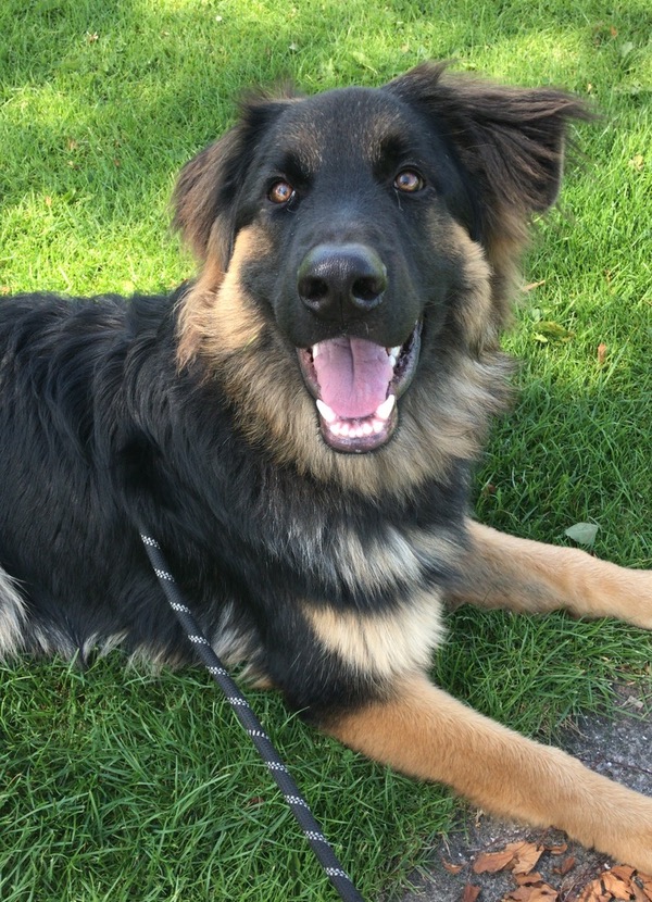 Waldo nervous aggressive gsd needs a new home