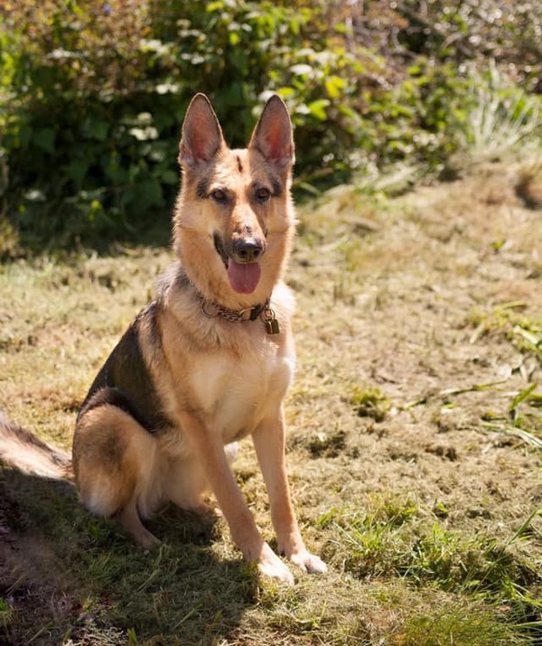 Willow young female GSD needs a home