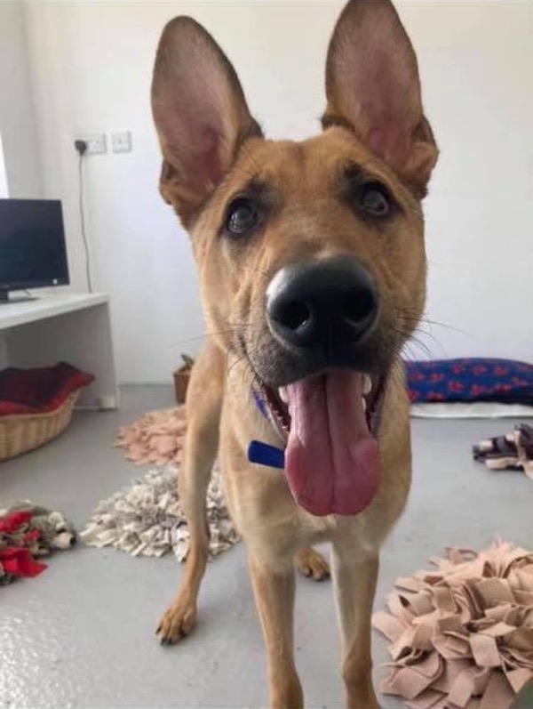 Young Wilson gsd needs a home