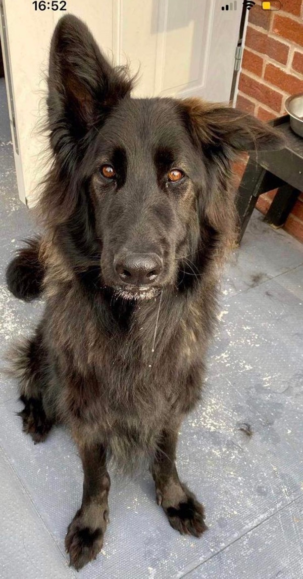 Winston Black GSD needs a new home