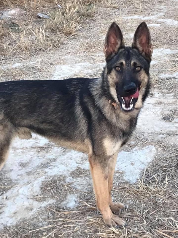 Handsome GSD Wolke looking for a new home