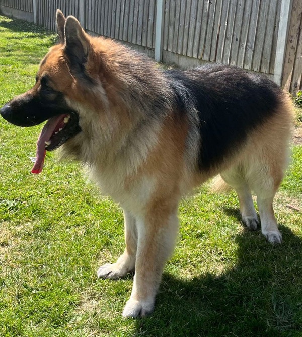 Zeke 5 year old GSD needs a new home