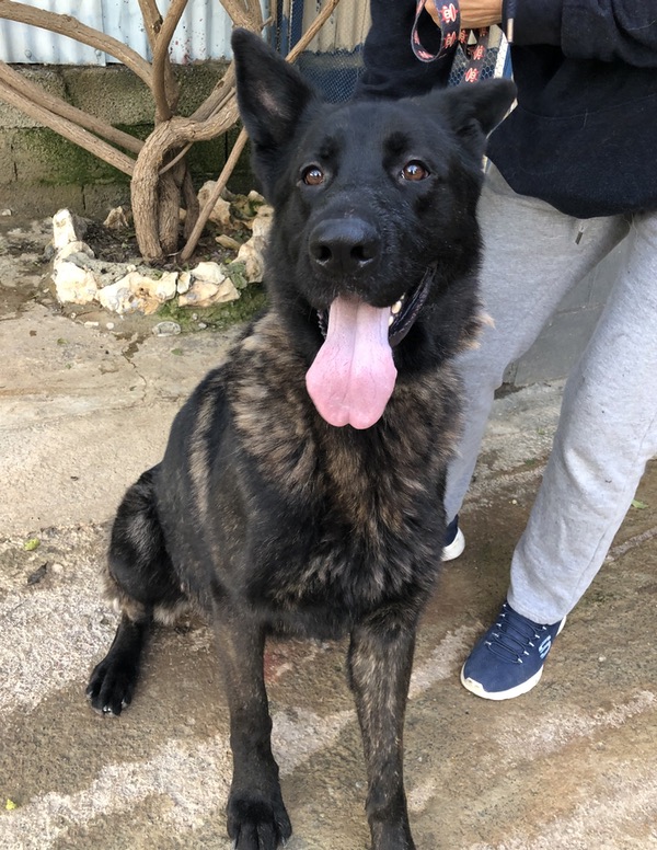 Zekkie large GSD looking for a new home