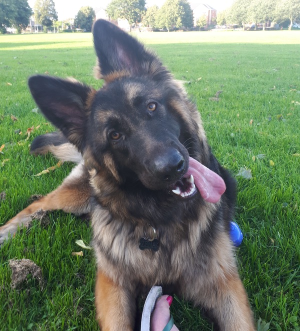 Zena young German Shepherd looking for a new home