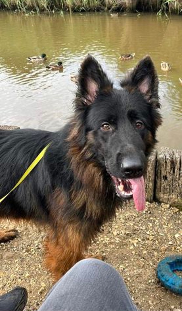 Zeus young GSD needs a new home