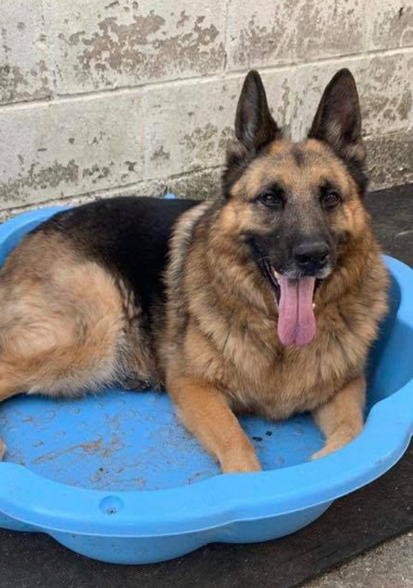 Zeus GSD in his paddling pool