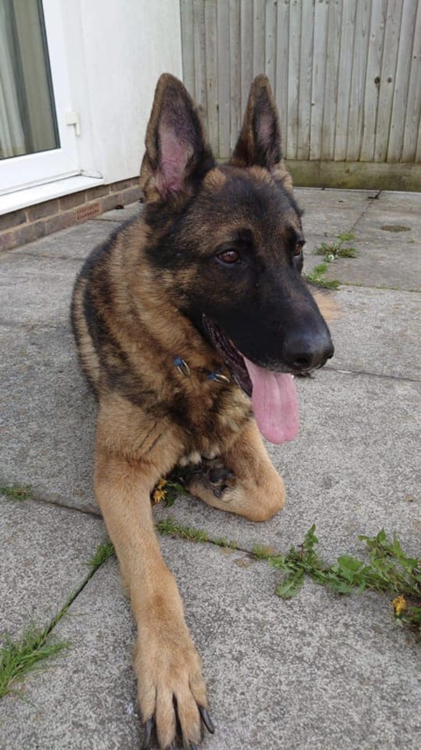 Zeus 4 year old GSD needs a home urgently