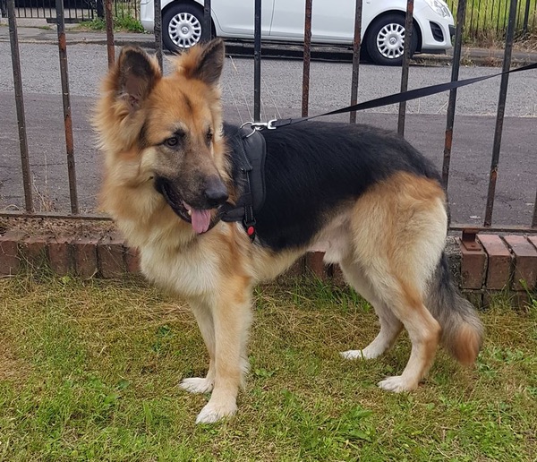Zeus young gsd looking for a new home