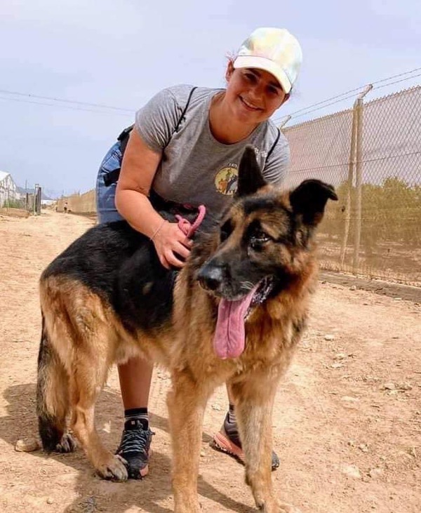 Zidane GSD run over and left for dead needs a new home