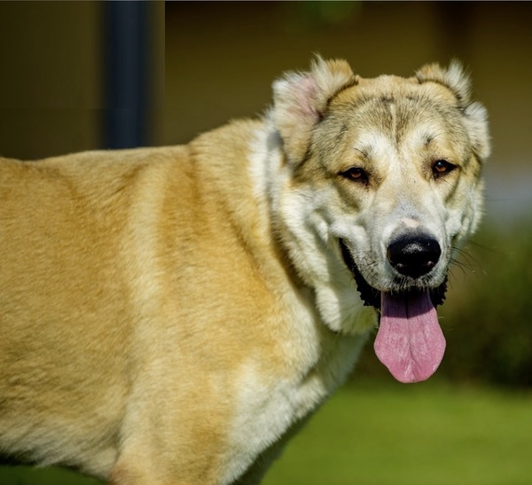 Zoe Central Asian Shepherd