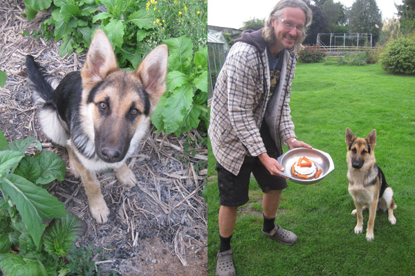 Lad GSD puppy after his surgery and on his first birthday