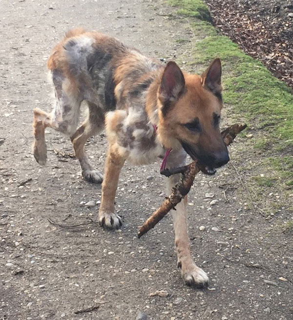 nell the german shepherd, a sad case of neglect