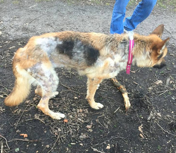 emaciated, much of her fur is missing and covered in open sores