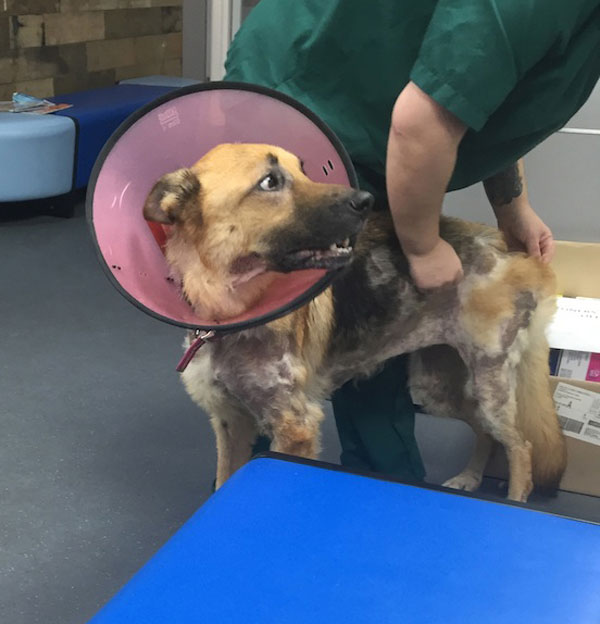 nell having treatment at the vets