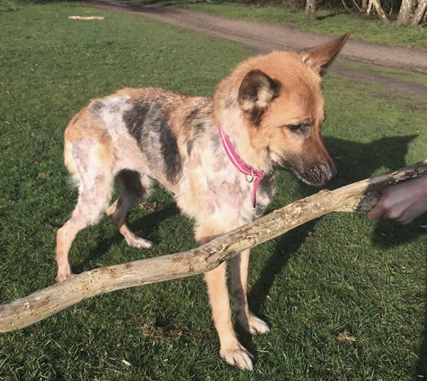 poor nell the german shepherd is in a very sorry state