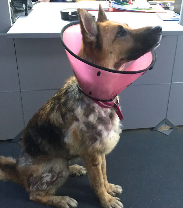 nell wearing her buster collar