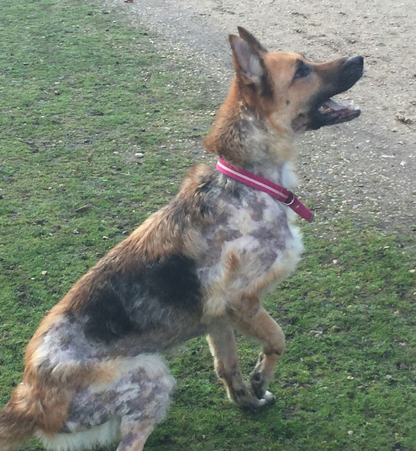 poor Princess Ruby the gsd has open sores and has lost much of her fur