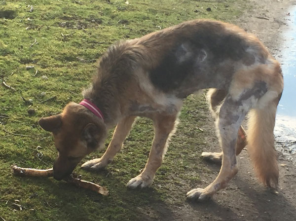 despite her ordeal, Princess Ruby is a beautiful friendly dog