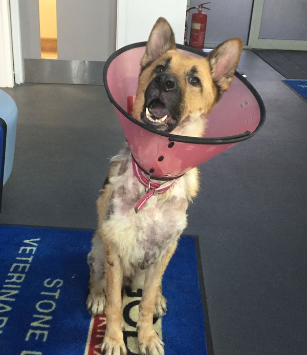 nell the german shepherd wearing her pink buster collar