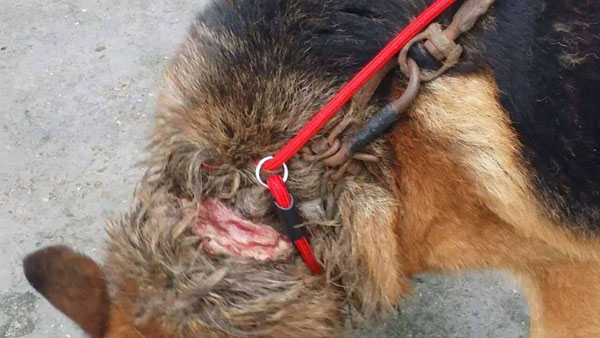 zeus the gsd was found with a thick chain embedded in his neck